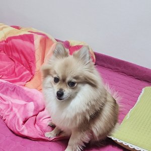 강아지를 찾습니다 포메라니언 부산광역시 서구