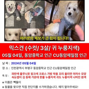 강아지 실종 믹스견 인천광역시 부평구