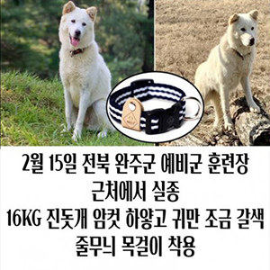 강아지를 찾습니다 강아지 전단지