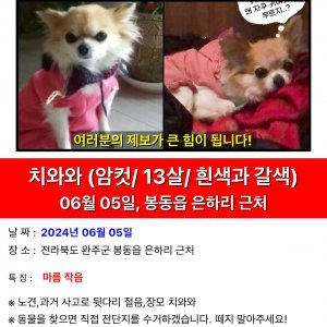 강아지 실종 치와와 전라북도 완주군