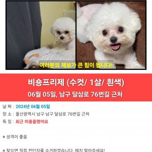 강아지 실종 비숑프리제 울산광역시 남구