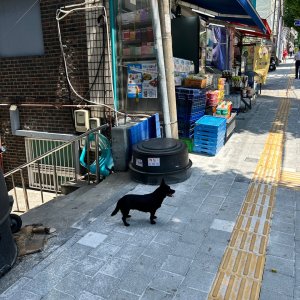 강아지 주인을 찾습니다 강아지 전단지