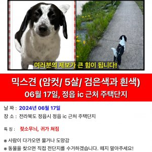 강아지를 찾습니다 믹스견 전라북도 정읍시