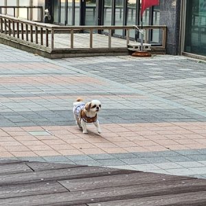 강아지를 찾습니다 시츄 경기도 수원시 팔달구