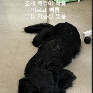 강아지 실종 믹스견 서울특별시 용산구