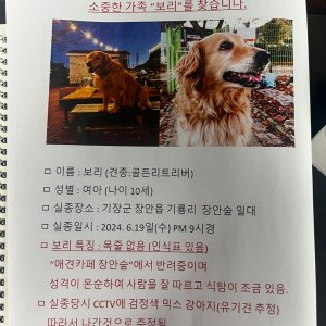 강아지 실종 골든리트리버 부산광역시 기장군