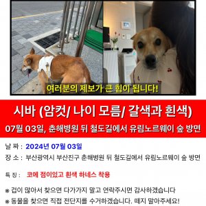 강아지 실종 믹스견 부산광역시 부산진구