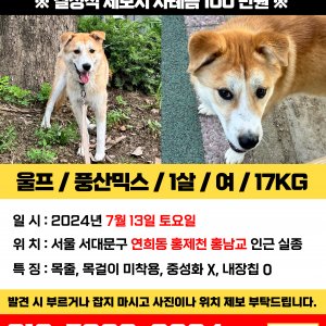 강아지를 찾습니다 풍산개 서울특별시 서대문구