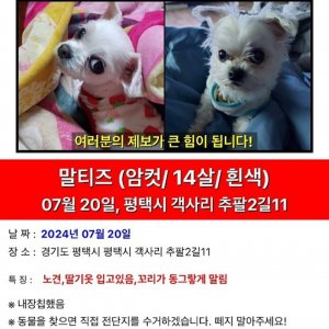 강아지를 찾습니다 강아지 전단지