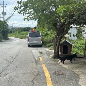 강아지 목격 믹스견 충청남도 아산시