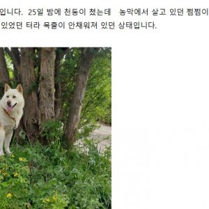 강아지 실종 진돗개 경기도 군포시