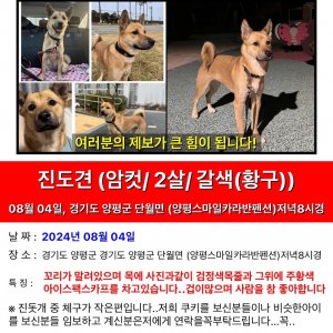 강아지 실종 진돗개 강원도 홍천군