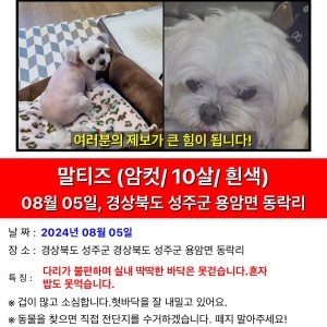 강아지 실종 말티즈 경상북도 성주군