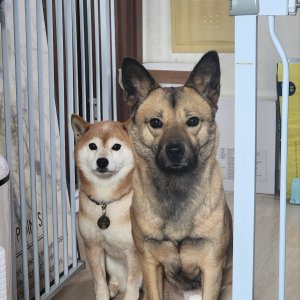 강아지를 찾습니다 강아지 전단지