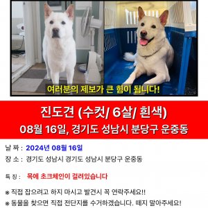 강아지 실종 진돗개 경기도 성남시 분당구