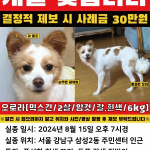 강아지 실종 기타견종 서울특별시 강남구