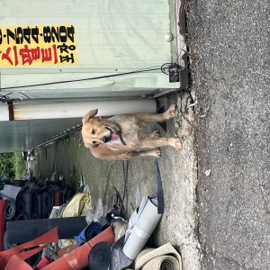 강아지 주인을 찾습니다 강아지 전단지