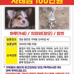 강아지 실종 치와와 경상남도 함안군