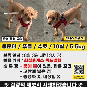 강아지 실종 푸들 경기도 화성시