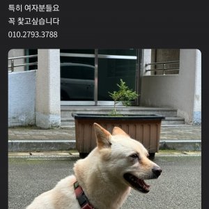 강아지를 찾습니다 강아지 전단지