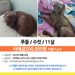 강아지 실종 푸들 전라북도 군산시