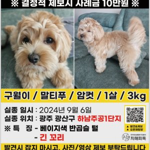 강아지 실종 말티즈 광주광역시 광산구