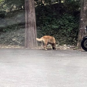 강아지 구조 기타견종 대전광역시 서구