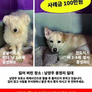 강아지 실종 진돗개 경기도 남양주시