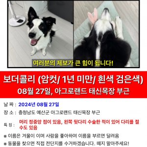 강아지 실종 보더콜리 충청남도 예산군