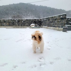 강아지를 찾습니다 시츄 경기도 성남시 분당구