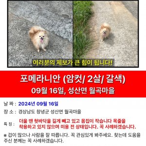 강아지 실종 포메라니언 경상남도 창녕군