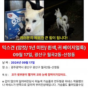 강아지 실종 믹스견 광주광역시 광산구