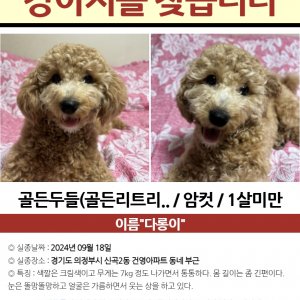 강아지 실종 기타견종 경기도 의정부시