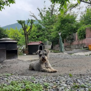 강아지를 찾습니다 슈나우저/미니어처슈나우저 울산광역시 울주군