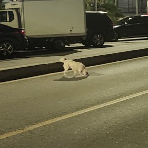 강아지 주인을 찾습니다 강아지 전단지