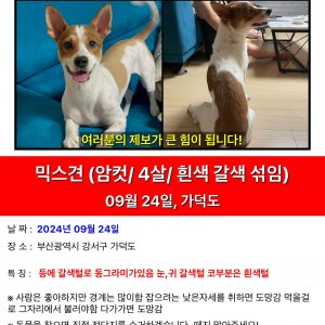 강아지 실종 믹스견 부산광역시 강서구