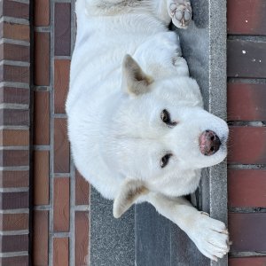 강아지를 찾습니다 강아지 전단지