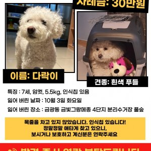 강아지 실종 푸들 경기도 성남시 중원구