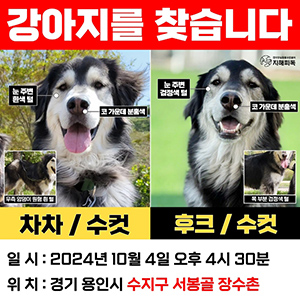 강아지 실종 알래스칸맬러뮤트 경기도 용인시 수지구