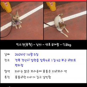 강아지를 찾습니다 강아지 전단지