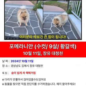 강아지 실종 포메라니언 경상남도 김해시