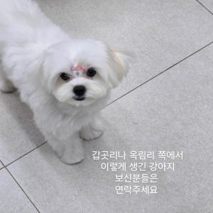 강아지 실종 말티즈 인천광역시 강화군