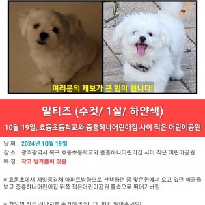 강아지를 찾습니다 강아지 전단지