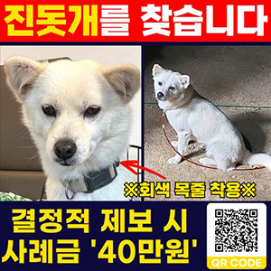 강아지 실종 믹스견 전라북도 익산시