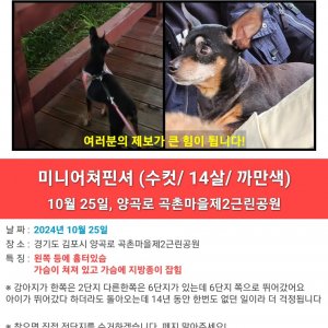 강아지를 찾습니다 강아지 전단지