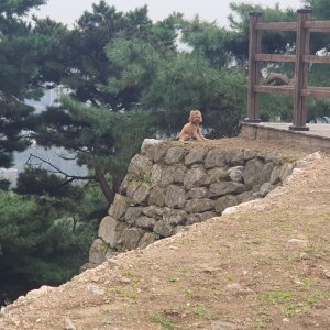 강아지 목격 푸들 경기도 오산시