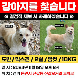 강아지 실종 기타견종 경기도 용인시 기흥구