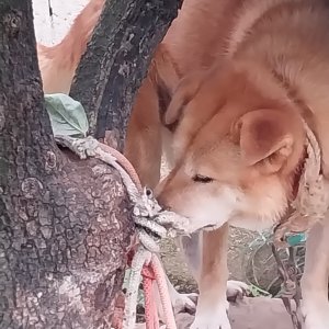 강아지 실종 기타견종 전라북도 김제시