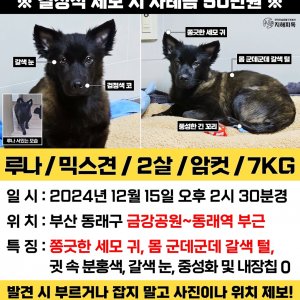 강아지 실종 믹스견 부산광역시 동래구