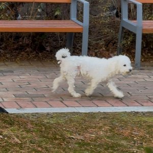 강아지 주인을 찾습니다 강아지 전단지